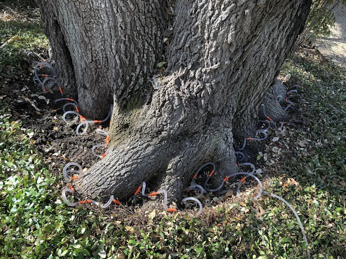 Detailed Tree Cabling and Bracing job site in Wernersville